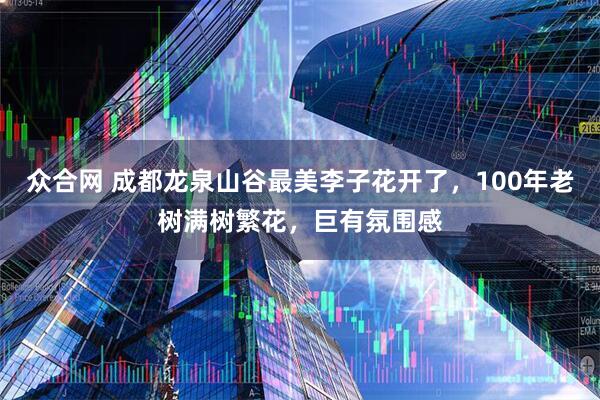 众合网 成都龙泉山谷最美李子花开了，100年老树满树繁花，巨有氛围感